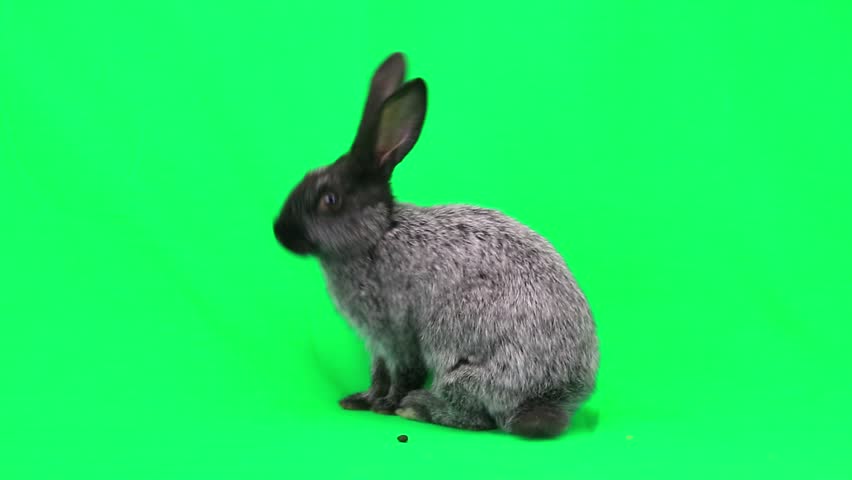 Rabbit  on green screen Royalty-Free Stock Footage #7835521
