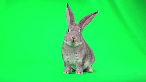 rabbit is frightened and runs away from the green screen