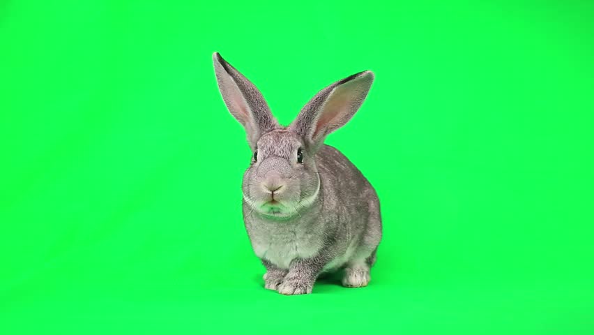 Rabbit  on green screen Royalty-Free Stock Footage #7835551