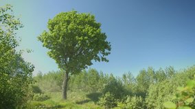 UHD video - Oak tree in windy weather