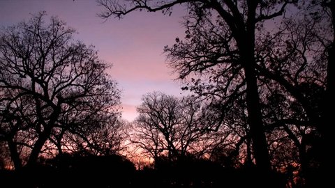 Dawn or early morning and trees against purple sky. Footage taken in late autumn.