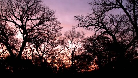 Dawn or early morning and trees against purple sky and colors of rising sun. Footage taken in late autumn.