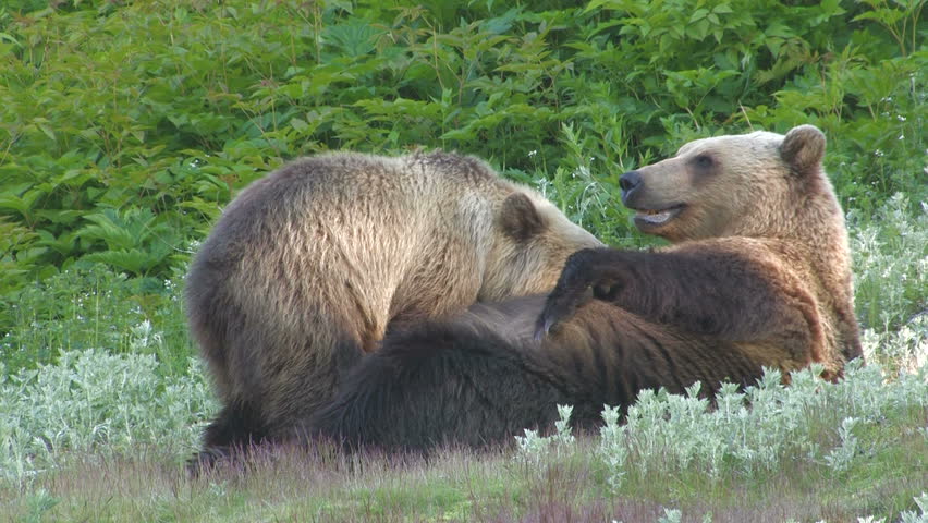 She-bear and bear cub.