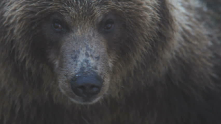 Portrait of a bear. Royalty-Free Stock Footage #783982