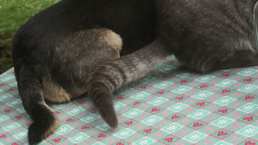 cat and dog tails on a table: two domestic animals lying together on a table
