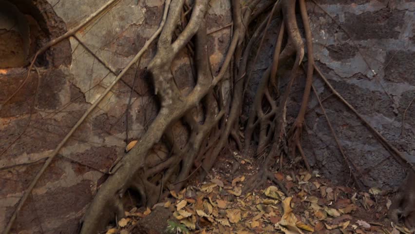 Roots growing trough Yashwantgad Fort circa march 2014 in Maharashtra in India