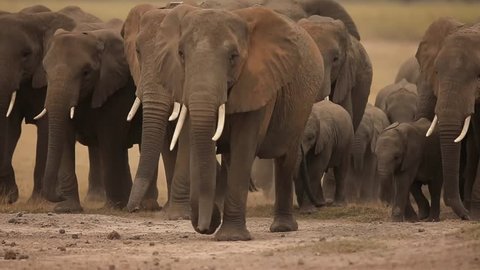 baby elephant in their herd
