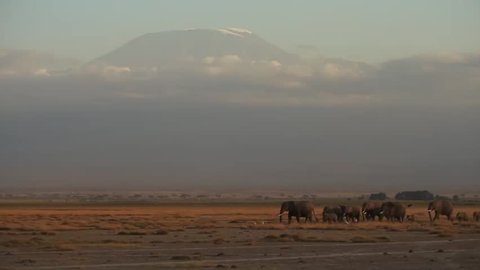 elephant and kilimanjaro