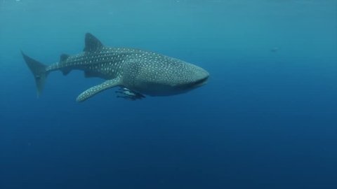  Whale shark in blue water 