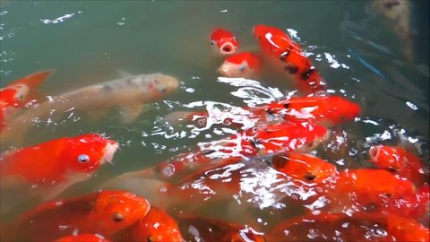Fancy carps swimming in the pool.