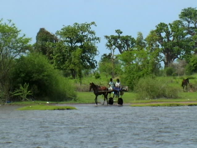 Horse carrying passengers through marsh in senegal africa