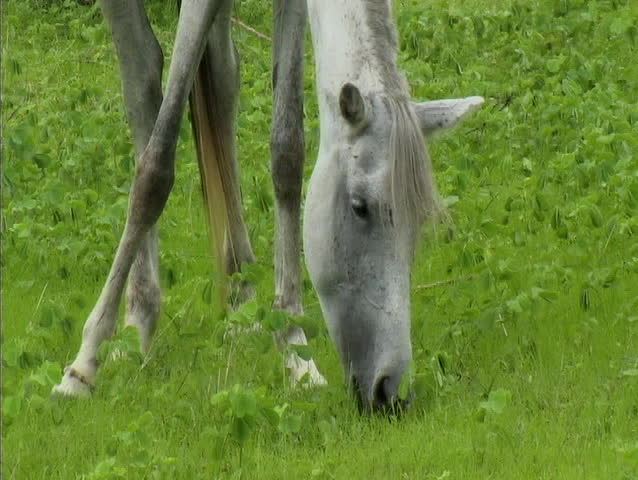 Horses eating grass in senegal africa