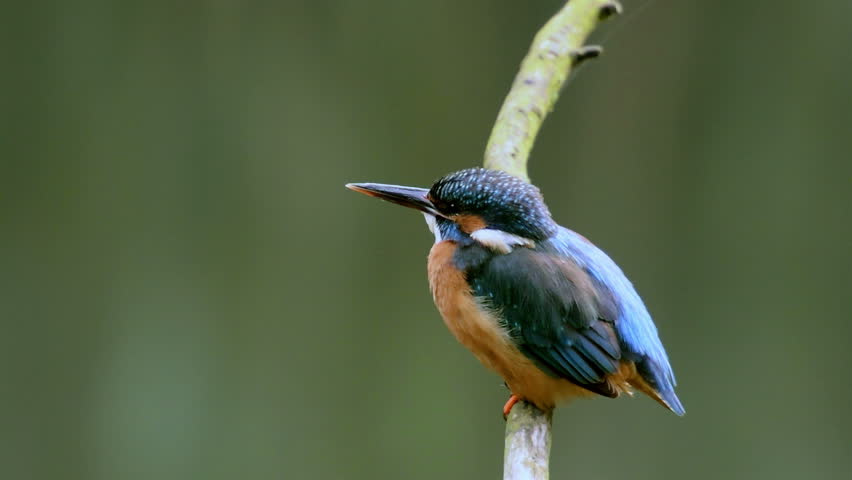 Female Common Kingfishers (Alcedo atthis),  also known as the Eurasian Kingfisher or River Kingfisher sitting on a branch with flowing water in the background. | Shutterstock HD Video #7846828