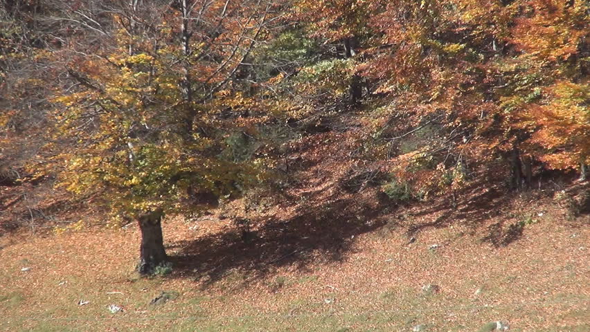 Beautiful view with autumn colours. Landscape with trees in autumn season.