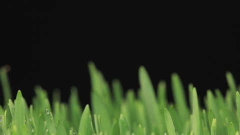 HD video timelapse of fresh green grass growing on black background 库存视频