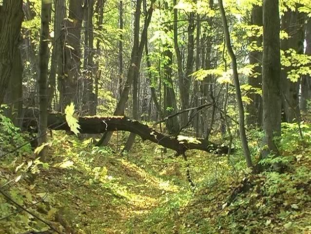 Leaf fall in autumn deciduous forest