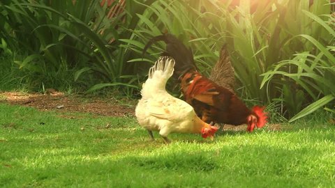Free Range Cock and Hens. Sunlight. HD. 1920x1080