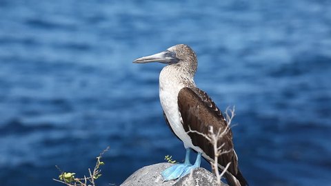 Blue-footed Booby, Sula nebouxii, in the Galapagos Islands
