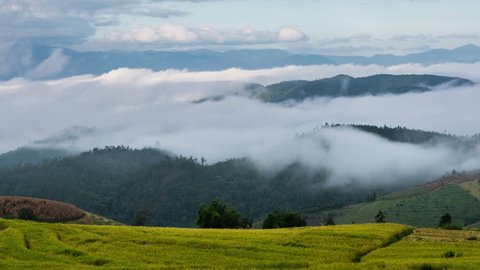 TL-Morning fog in dense tropical rainforest, Misty mountain forest fog (4K-pan)