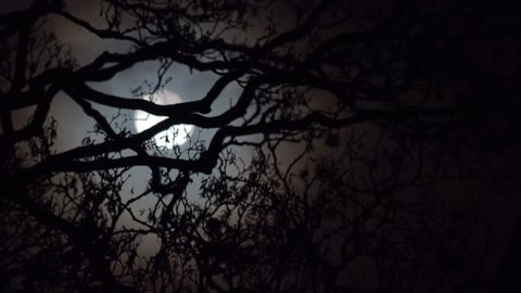 establishing shot spooky atmospheric moonlight through tree branches