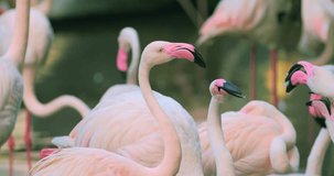 4K video of group of flamingos in national park