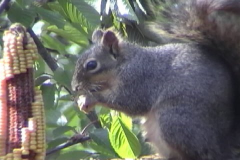 Eastern Gray Squirrel (Sciurus carolinensis) eating from a cob of corn