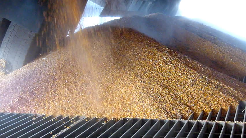 Unloading corn grain from the tractor trailer in a silo after harvest, slow motion