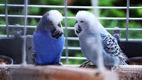 pair of parakeets flirting