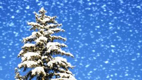 Christmas Tree with Snow - winter video