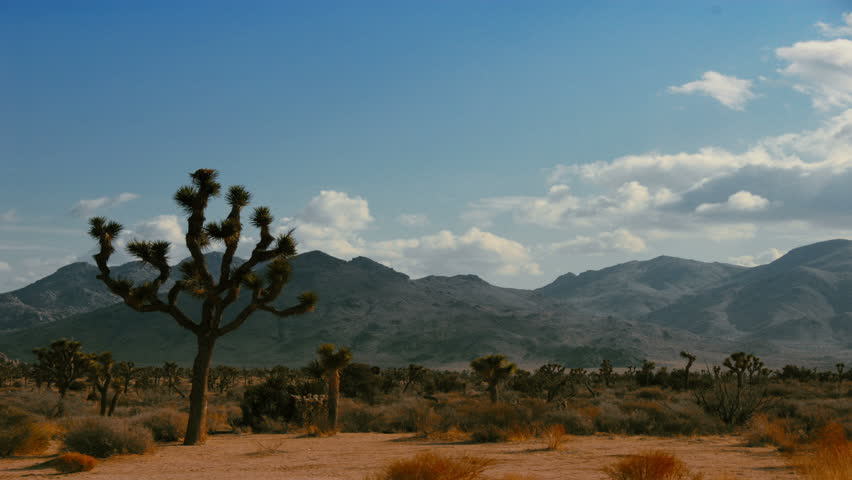 Time lapse clouds travel over the Joshua Tree National Park, California.