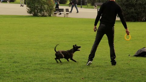 Man tossing toy to dogs, pet brings it back