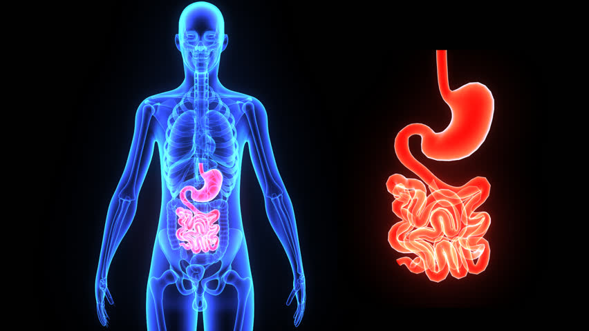 Digestive System Stock Footage Video (100% Royalty-free) 7877206
