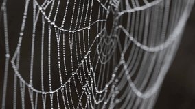 Dew covered spider web sways in the breeze.  Dark background. - Powered by Shutterstock - Get 15% off with code: PIKWIZARD15