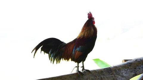 A gamecock crowing on the wooden pole
