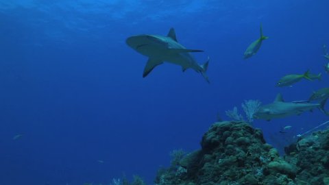 Three Caribbean Reef (Carcharhinus perezi) Sharks swim over the camera in the Bahamas.