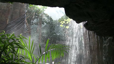 HD rainforest plants and vegetation and water falls over rocks