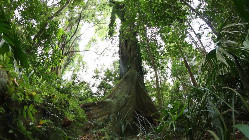 Fig - Temperate Rainforest Arkivvideomateriale (100 % royaltyfritt) | Shutterstock
