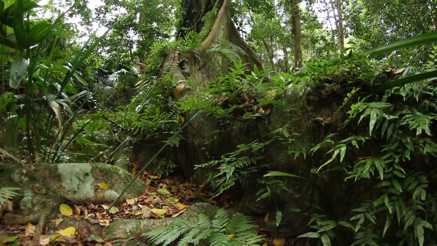 forsendelse desillusion for ikke at nævne Fig Tree - Temperate Rainforest Stock Footage Video (100% Royalty-free)  7887655 | Shutterstock