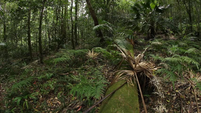 Temperate Rainforest Australian Landscape the Stock Footage Video (100% Royalty-free) | Shutterstock