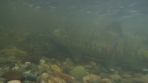 wild salmon Chum run, Oncorhynchus keta