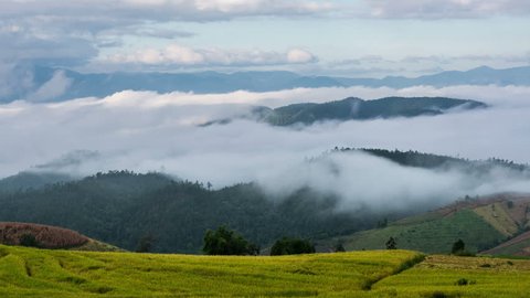 TL-Morning fog in dense tropical rainforest, Misty mountain forest fog (4K)