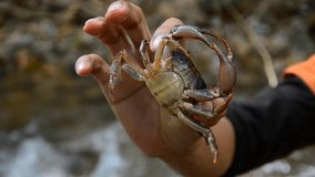 Catch crabs in nature. HD 