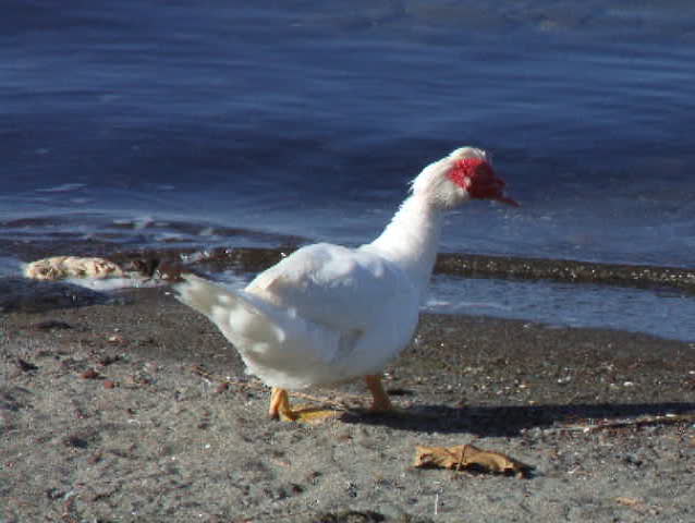 Goose walking on the lake shore