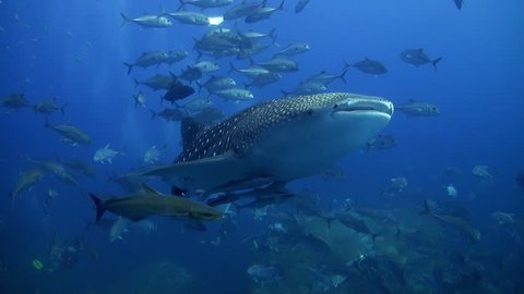 Whaleshark with lots of trevallies, cobias and remoras