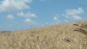 Wheat field and sky: footage of cornfield moved by the wind