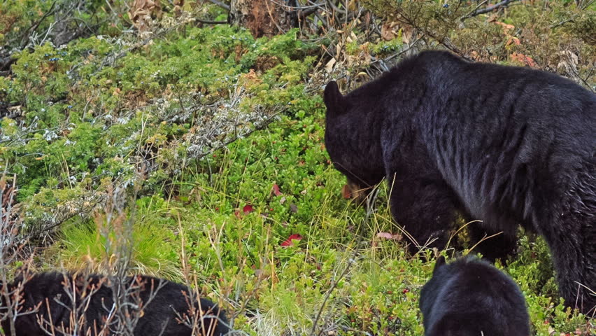 Three bears. Jasper National Park, Alberta, Canada