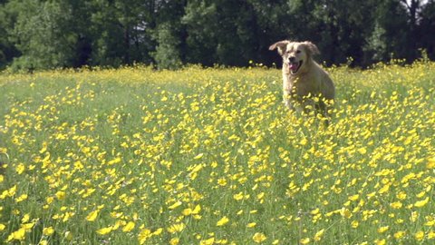 Slow motion sequence of golden retriever dog running through field in countryside. Shot on Sony FS700 at frame rate of 200fps
