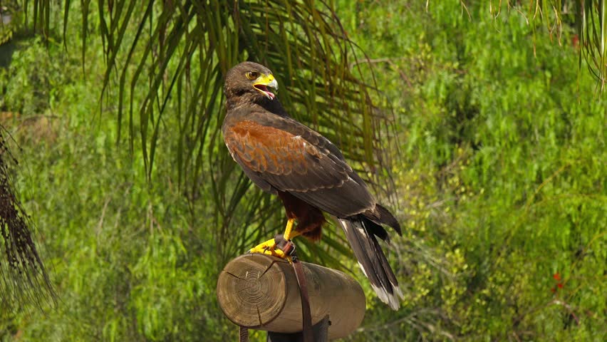 Falcon sitting on bar, then flying away.