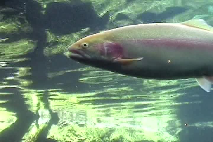 Rainbow Trout