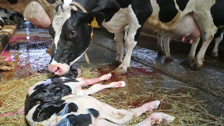 The newborn calf is lying next to a cow on dairy farm.